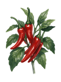 Guide digitale Piment de Cayenne