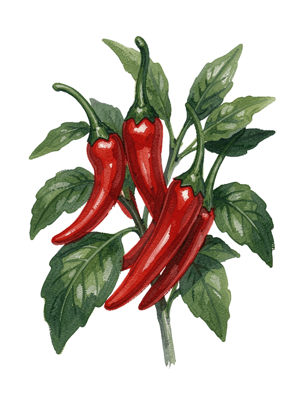 Guide digitale Piment de Cayenne