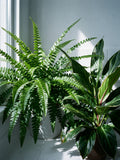 Guide Plantes d'Intérieur Faciles