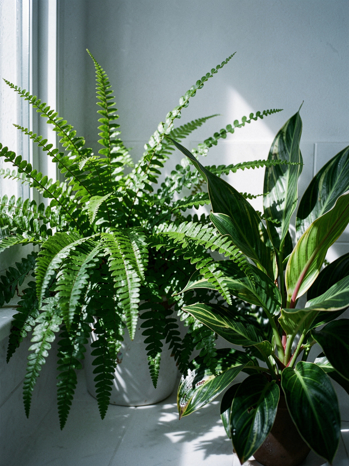 Guide Plantes d'Intérieur Faciles